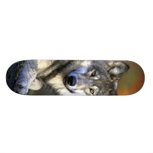 Skateboard Loup gris - loup de bois de construction - série