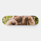 Skateboard Mama bear nourrit ses deux petits, Lake Clark Nati (Horz)