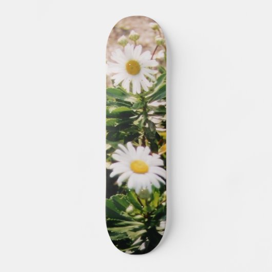SKATEBOARD MARGUERITE (Recto)