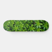 Skateboard Moss Abstrait (Horz)
