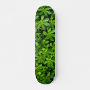 Skateboard Moss Abstrait