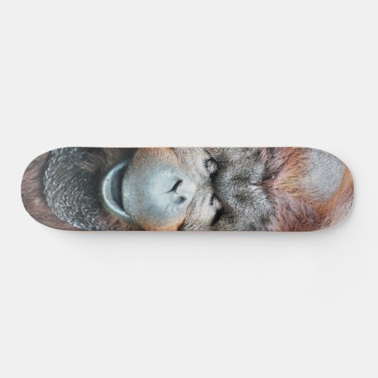SKATEBOARD ORANGUTANS (Horz)