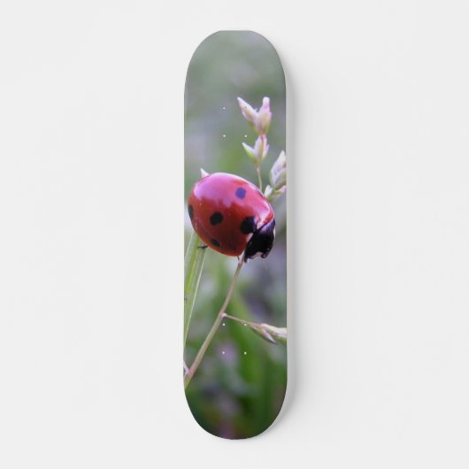 Skateboard Panneau de coccinelle (Devant)