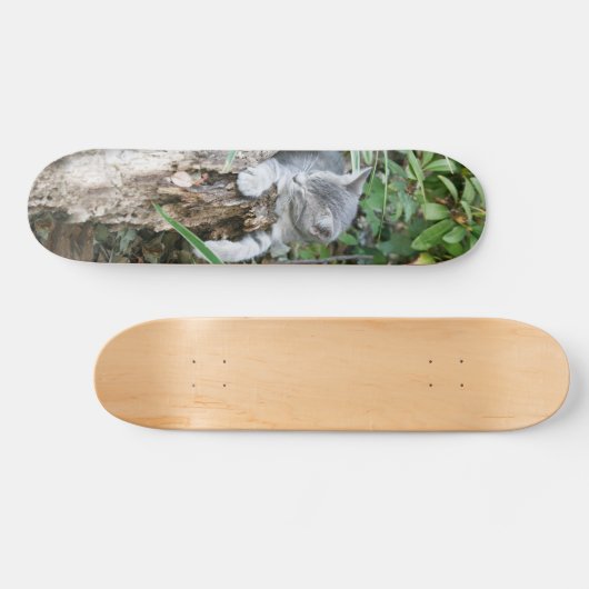 Skateboard Patinage en chaton (Horz)