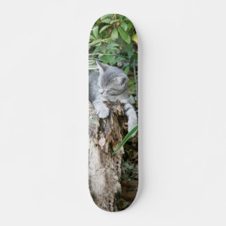 Skateboard Patinage en chaton