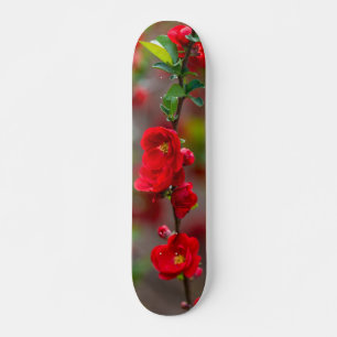 Skateboard Patinage en ligne