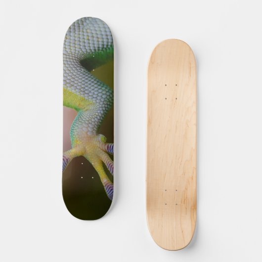 Skateboard Patinage Gecko pour garçon (Recto)