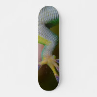 Patinage Gecko pour garçon