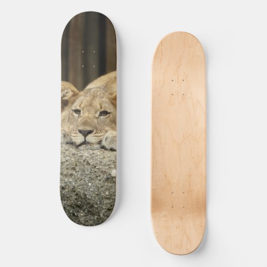 Skateboard Patinage Lion (Recto)