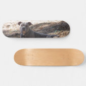 Skateboard Patinage Pitbull (Horz)