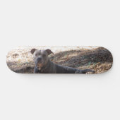 Skateboard Patinage Pitbull (Horz)