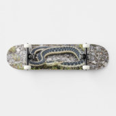 Skateboard Patinage Snake 7¾" (Horz)