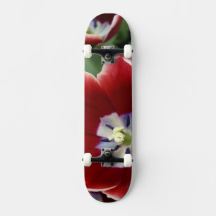 Skateboard Pays-Bas (aussi appelé Hollande), Lisse. Keukenhof