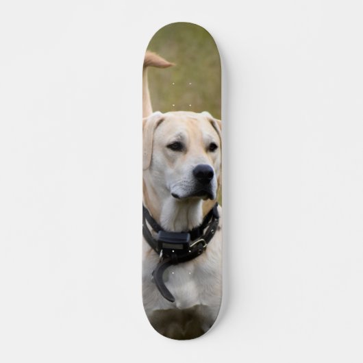 Skateboard Perro Labrador con collar vigilando (Devant)