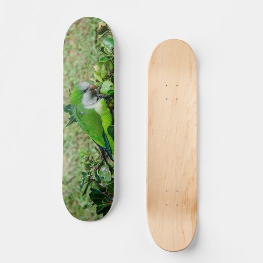 Skateboard Perroquet vert (Recto)