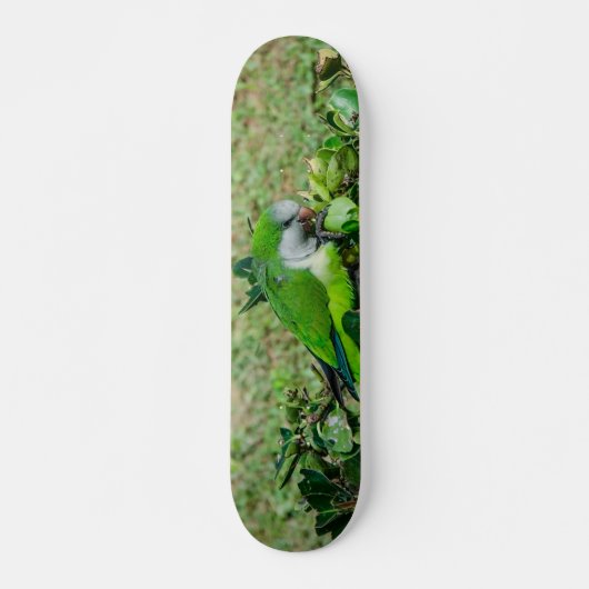Skateboard Perroquet vert (Devant)