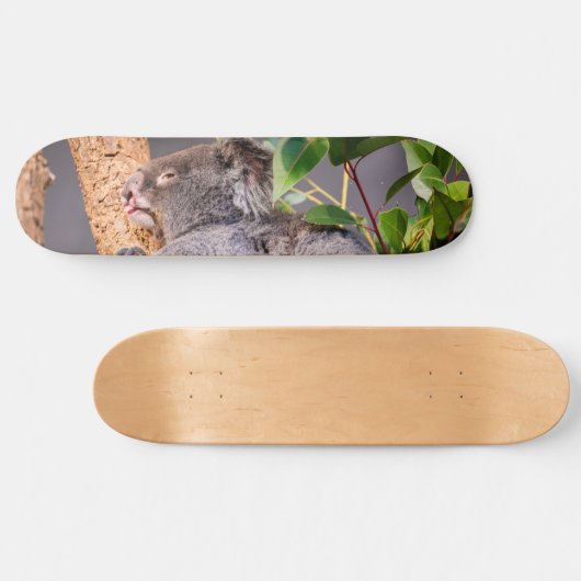 Skateboard Petit koala doux (Horz)