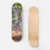Skateboard Petit koala doux (Recto)