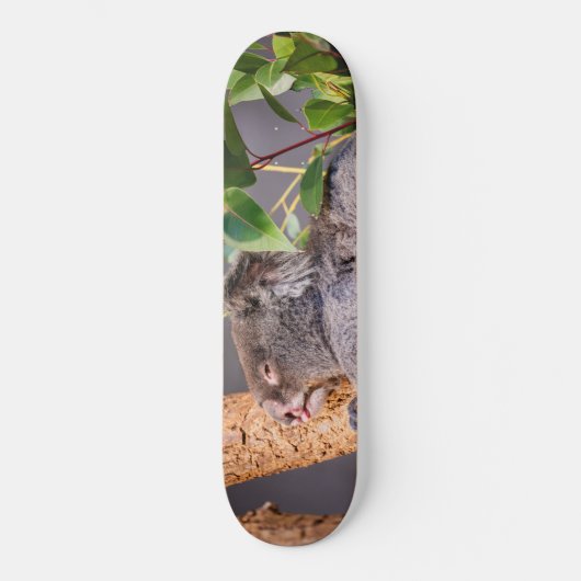 Skateboard Petit koala doux (Recto)