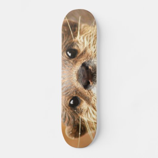 Skateboard Petite loutre griffée asiatique (Recto)