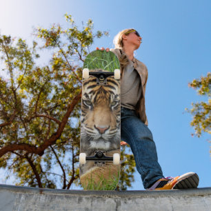 Skateboard Photo de la faune du tigre de Sumatran