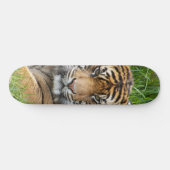 Skateboard Photo de la faune du tigre de Sumatran (Horz)