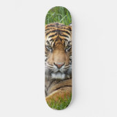 Skateboard Photo de la faune du tigre de Sumatran (Recto)