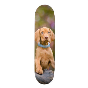 Skateboard Photo puppyeyed mignonne de chiot de chien de