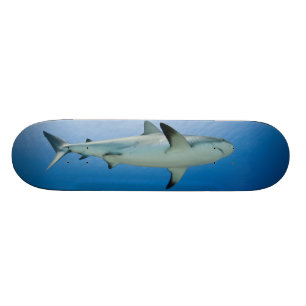 Skateboard Planche à roulettes de requin