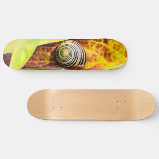 Skateboard planche de fixation calme (Horz)