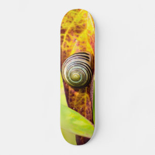 Skateboard planche de fixation calme