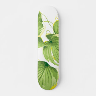 Skateboard Plante de ficus