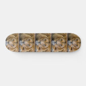 Skateboard Platines LION (Horz)