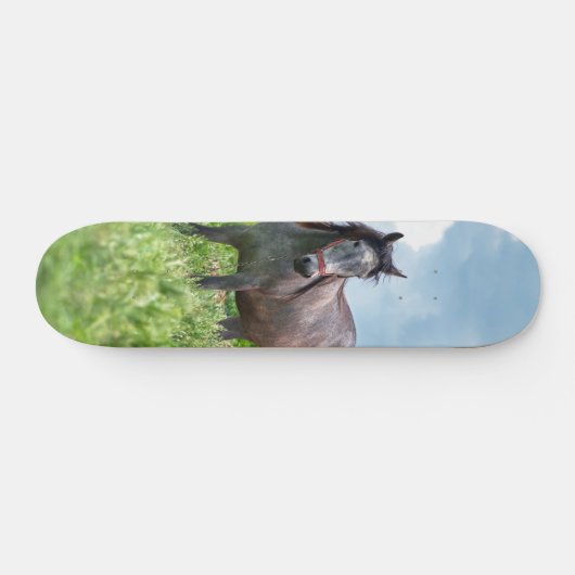 Skateboard Poderoso caballo gris en el campo (Horizontaal)
