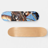 Skateboard red pandas (Horz)