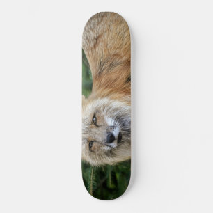 Skateboard Renard sauvage