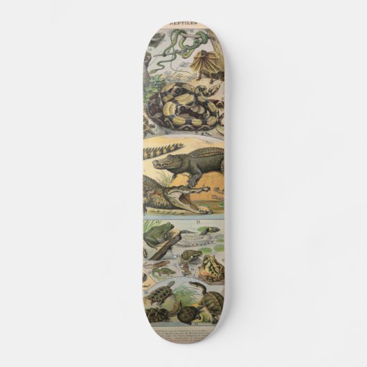Skateboard Reptiles (Recto)