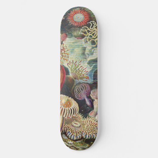 Skateboard Sea Anemone Scientific Nature Ocean (Recto)
