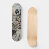 Skateboard Skate égyptien (Recto)