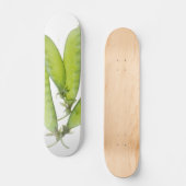 Skateboard Snow (Recto)