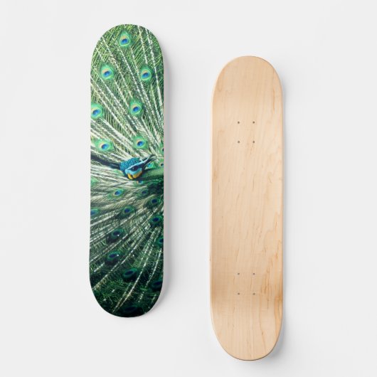 Skateboard Strut Peacock (Recto)