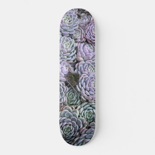 Skateboard Succulentes, Succulentes, Succulentes  (Recto)