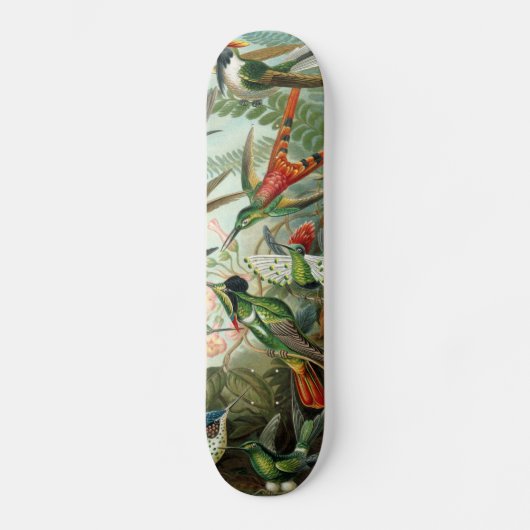 Skateboard tableau classique de la faune des oiseaux colibris (Recto)