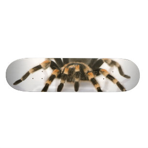 Skateboard Tarentule