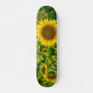Skateboard Terrain de tournesol doré