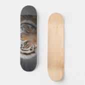 Skateboard Tiger (Recto)