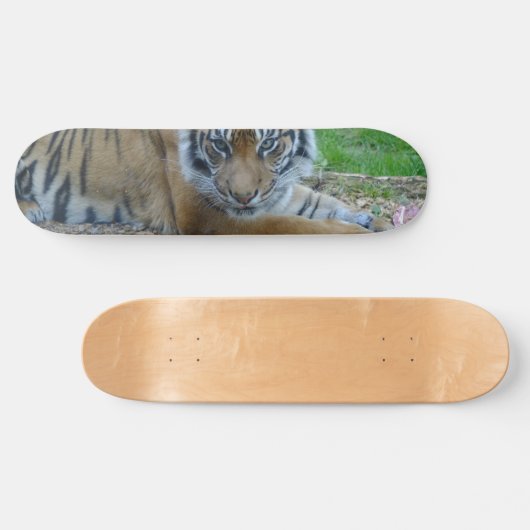 Skateboard Tiger Gaze (Horz)