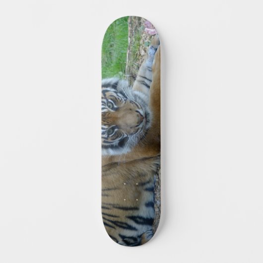 Skateboard Tiger Gaze (Recto)