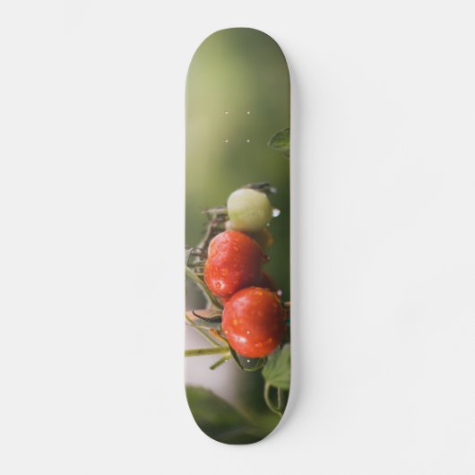 Skateboard tomates mouillées sur la vigne (Recto)