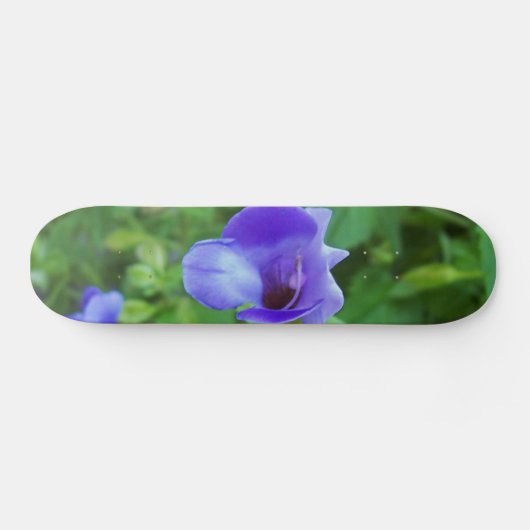 Skateboard Torenia (Horz)